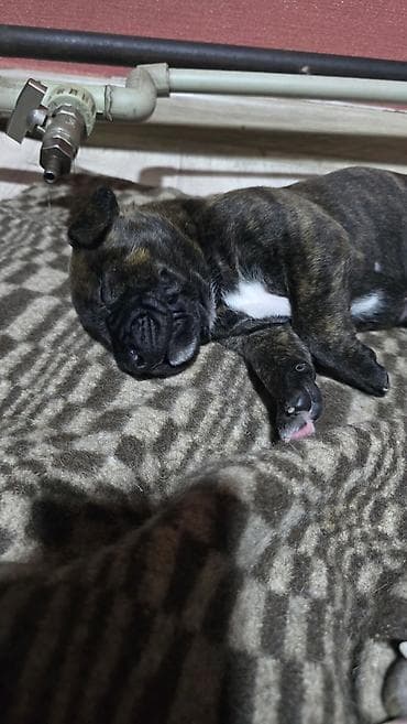 Ит кууту: Щенки метисы (короткошёрстные, тигровый и чёрный окрасы) смесь питбуль — 1