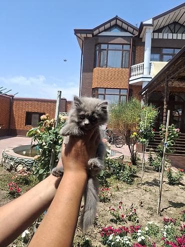 эшек жаныбар: Пушистый котёнок, окраса «голубой дым». Описание: - Порода: визуально — 1