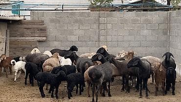 купить барана: Продаю | Овца (самка), Ягненок | На забой, Для разведения | Матка, Ягнившаяся — 8