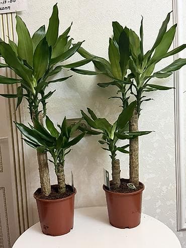 Драцена (Dracaena fragrans, «драцена деремская») в пластиковом горшке