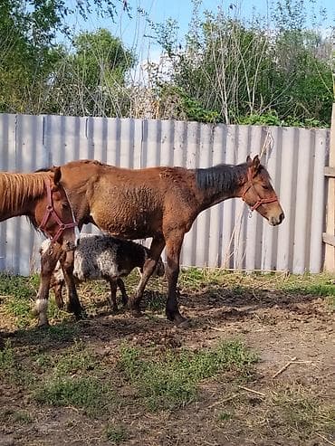 утки с утятами: Продаю | Жеребец | Для разведения | Племенные — 2