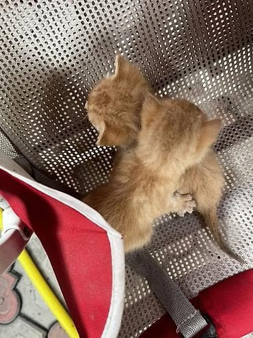 Вязка кошек: Рыжие котята

- Порода: домашние короткошёрстные 
Отдам в добрые руки — 3