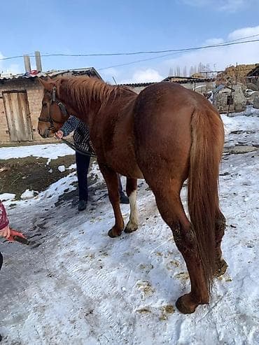 жылкы жаныбар: Сатам | Байтал | Англиялык | Ат спорту, Союуга, Жумушка — 5