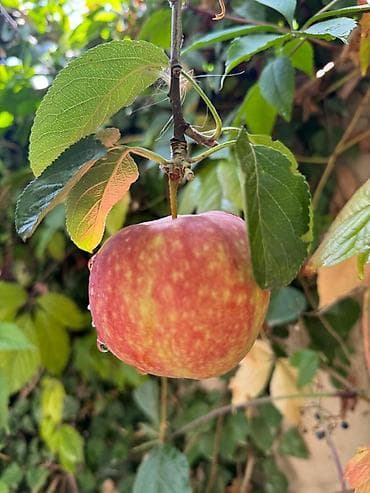 керосин лампа: Организация мероприятий | Оформление мероприятий — 6