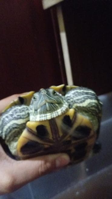 Красноухая водная черепаха (Trachemys scripta elegans) - Вид