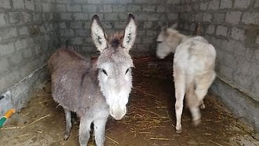 Аквариумдар: Пара ослов - Два осла: один серо-бурый, второй светло-серый. - — 2