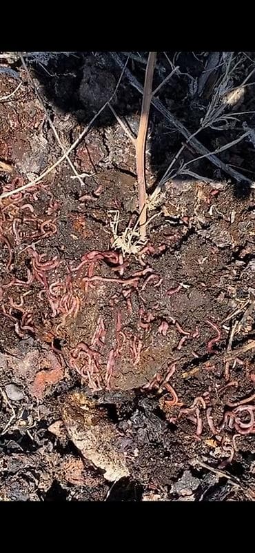 диваны 3 2 1: Удобрение Гумус — 4