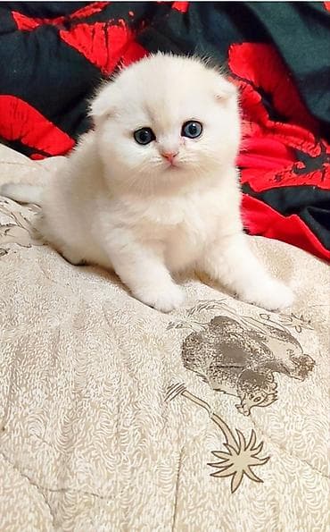 С документами. Чистокровный Шотландский вислоухий котёнок, (мальчик)