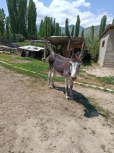 Осёл домашний - Вид: сельскохозяйственное животное, осёл. - Окрас