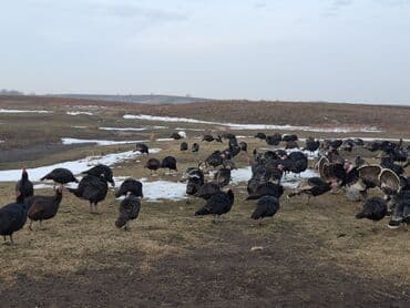 Айыл-чарба жаныбарлары: Сатам | Ургаачы күрп (ургаачы), Балапан күрп | Кара ханзаада, Түндүк Кавказ | Союуга, Көбөйтүү үчүн | Асыл тукумдуу — 10