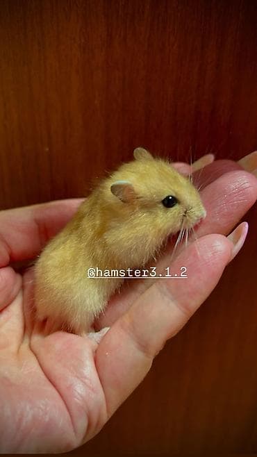 Другие животные: Продаются хомячки джунгарские, сирийские, ангорские пушистые хомячки — 1