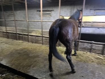 Услуги ветеринара: Продаю | Кобыла (самка) | Рабочий — 1