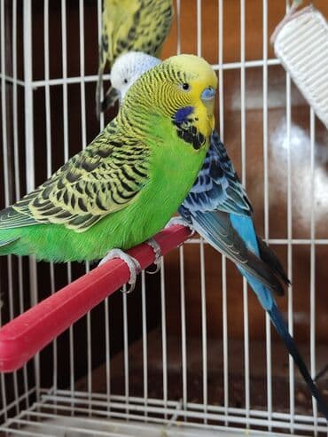 корм для птенцов волнистых попугаев: Волнистые чехи! Визуально определить чехов среди остальных — 8