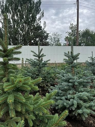 сеянцы голубой ели: Ель голубая (Picea pungens Glauca) из открытого грунта - Декоративные — 4