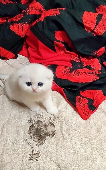 кошеи: Скотиш Фолд (Шотландская вислоухая), 2 месяца, Девочка, Белый — 6
