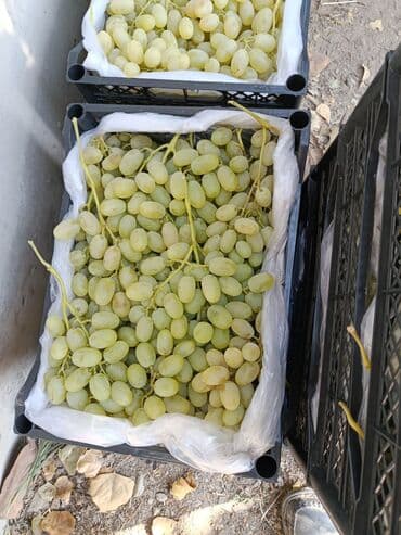 клубника кочоттору: Виноград Оптом, Самовывоз — 2