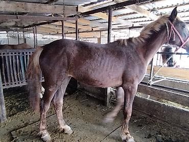Продам с/х животных: Продаю | Кобыла (самка) | Дончак | Для разведения, Конный спорт | Племенные — 4