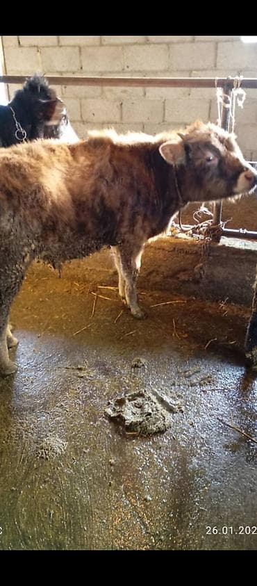 бишкек мал базар: Продаю | Бык (самец) | На откорм | Привязанные — 2