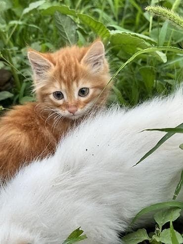 купить рыбу клоуна: Котята, пушистые длинношёрстные малыши: - Окрас: белый с голубыми — 3