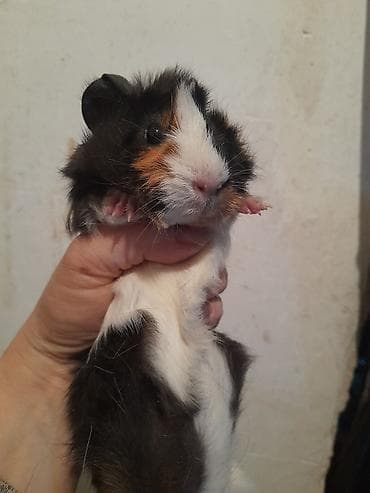 день сяпина: Морские свинки, мальчики и девочки, возраст 2,5 месяца — 9