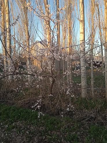 топчу тигем: Услуги по валке, обрезке и вывозу деревьев с применением лесовоза с — 5