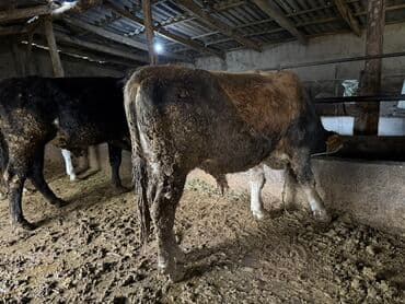 сколько стоит собака породы доберман: Сатам | Бука (эркек) | Аргын | Бордоп семиртүү үчүн | Байланган — 2