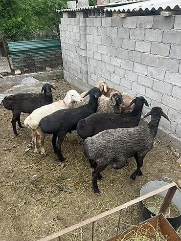 бирки для баранов: Продаю | Овца (самка) | Для разведения | Матка — 2