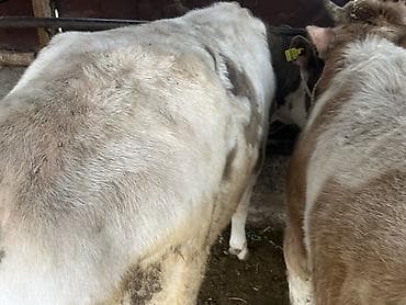 А/ч жаныбарларын сатам: Сатам | Бука (эркек) | Бордоп семиртүү үчүн | Байланган — 3