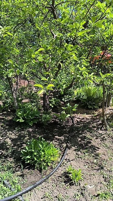 орхидеи дордой: В связи с отьездом недорого продаю луковицы тюльпанов, нарциссов — 10