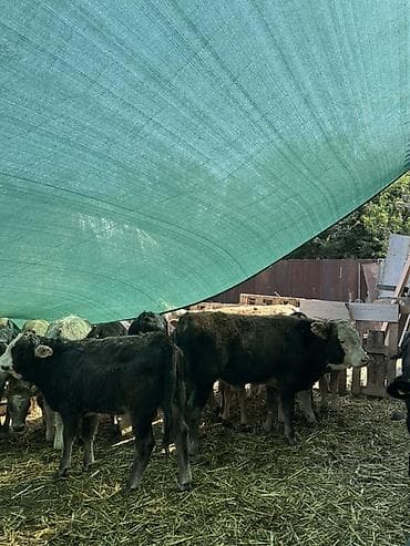 карова быки: Продаю | Музоо, торпок | На откорм — 4