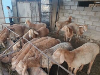 дом кролика: Продаю | Баран (самец) | Арашан | Для разведения | Племенные — 3