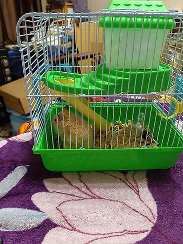 мышык сатып алам: Клетка для мелких грызунов с комплектом аксессуаров, и хомяком - — 1