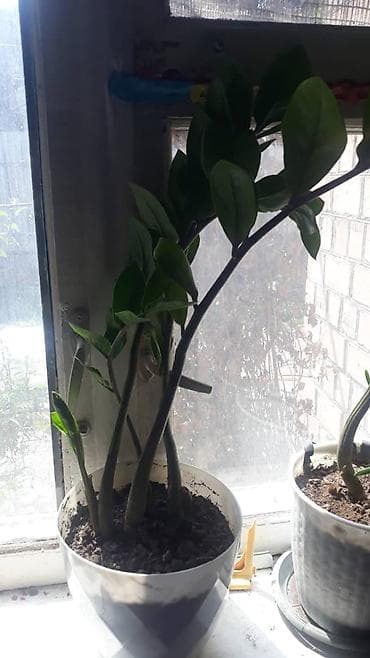 каражыра уголь цена бишкек: Продаю монстеру первая 700с, вторая 350, пальмочка 250, долларовое 500 — 4