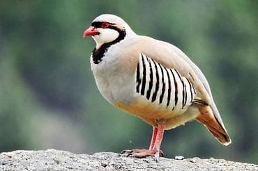 Үй жаныбарлары үчүн товарлар: Кеклик (горная куропатка) - Вид: Alectoris chukar (кеклик — 1