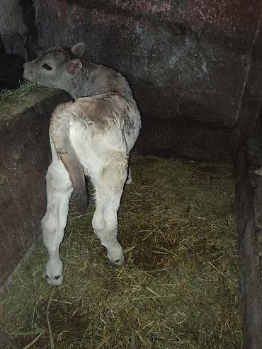 бойка ат фото: Продаю | Бык (самец), Музоо, торпок | Швицкая | Племенные — 5