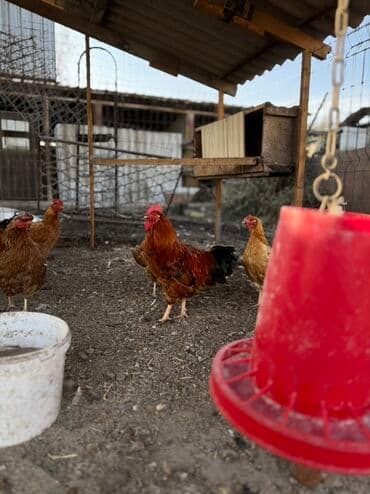 купить чау чау в бишкеке: Продаю | Куры | Домашняя | Несушки — 3