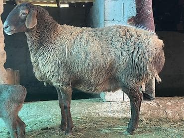 семис козу: Продаю | Овца (самка) | Для разведения | Матка — 10