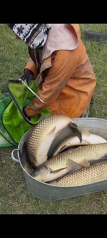 прием грибов: Живая рыба — белый амур - Вид: белый амур (травоядная пресноводная — 4