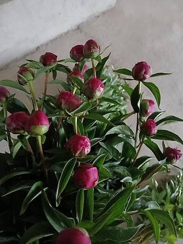 Бутоны пионов оптом
Цена договорная
Есть бордовые и розовые
Много!