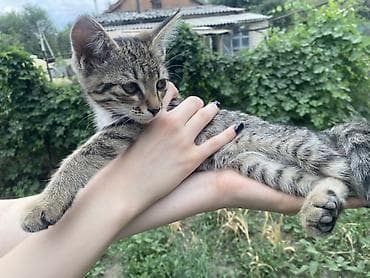 Отдаем котенка в хорошие руки 4 месяца полосатый котенок с at lalafo.kg Отдаем котенка в хорошие руки 4 месяца полосатый котенок с