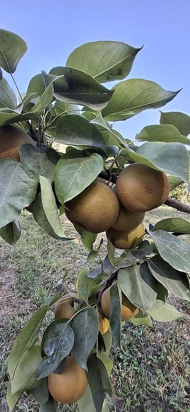 Продукты питания: Груши Самовывоз — 2