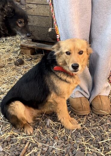 Аквариумдар: Ит бекер берилет: Жөнөкөй ит, 1 жаш, Ургаачы, Эмделген — 5
