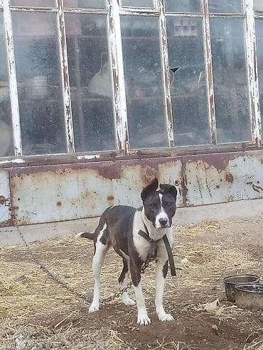 поводок для собак: Питбуль, 1 год, Самка — 4