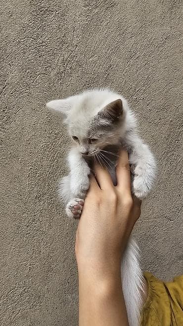 кошка в добрые руки: Кошка даром: Беспородная, 2 месяца, Девочка — 8