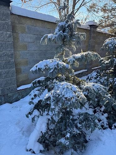 Көмүр: Көчөттөр дарактардын: Карагайлар, Өзү алып кетүү — 10