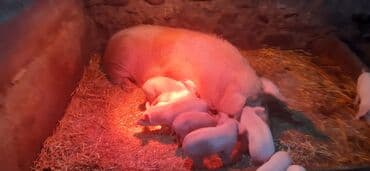 Айыл-чарба жаныбарлары: Сатам | Торопой | Чоң ак | Көбөйтүү үчүн — 5