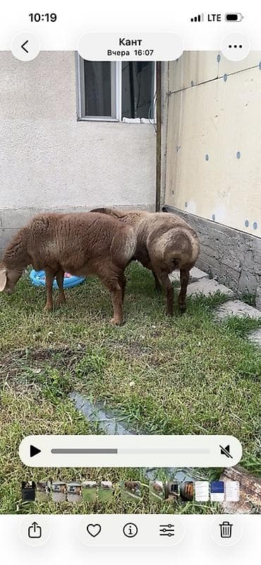 щенки алабайа: Продаю | Овца (самка) | Эдильбаевская | Для разведения — 5