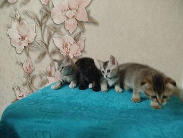 обнимашки: Котята шотландской породы, домашний помёт. Возрост 1.5 месяца. Окрас — 6