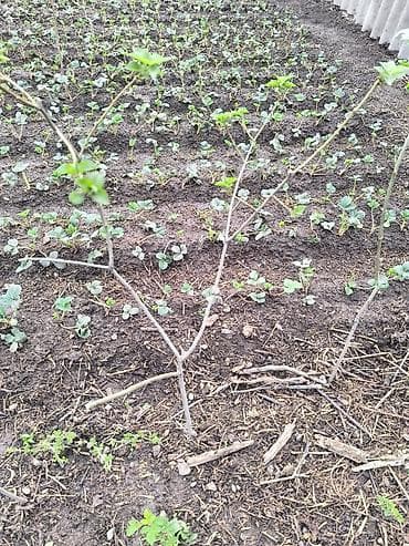 колерованная сирень: Сирень бордовая кучерявая и белая саженцы 2-3 летка . - Состав — 6