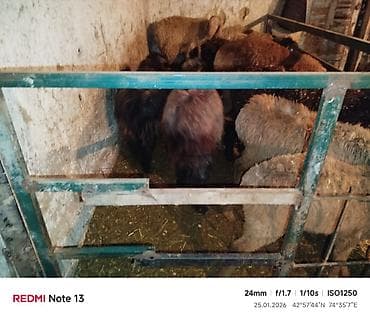 козы гулаби: Продаю | Козёл (самец) | Для разведения | Осеменитель — 3